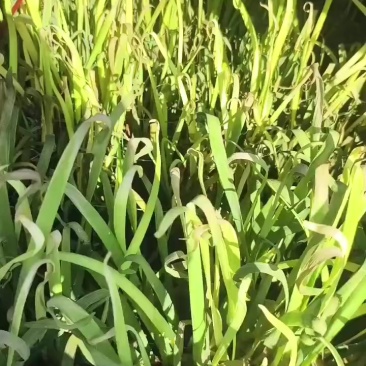 韭黄
