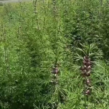 益母草