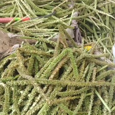泸州车前草