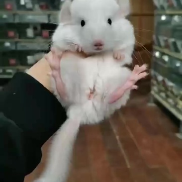 龙猫，喜欢的私聊。