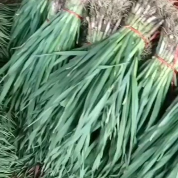 精品红蒜苗