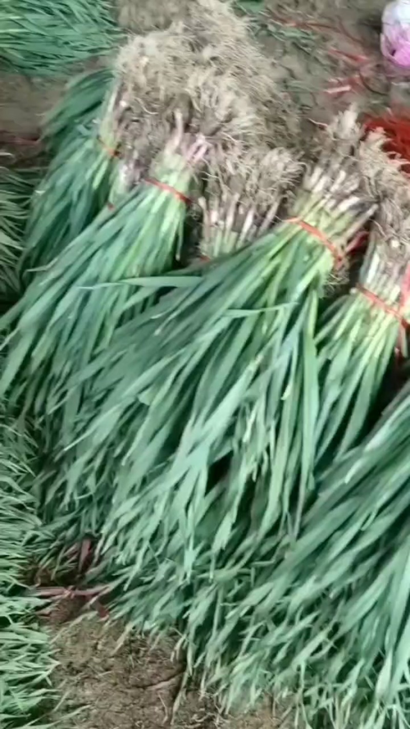 精品红蒜苗
