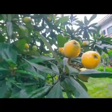 尖山水果—枇杷