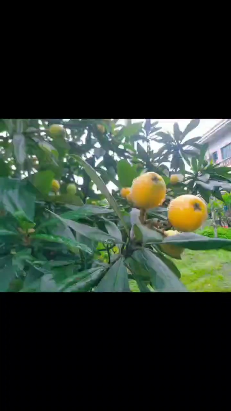 尖山水果—枇杷