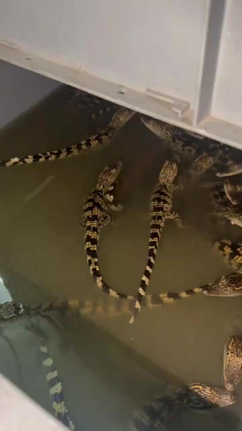 宠物鳄鱼包邮包活包健康