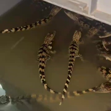 宠物鳄鱼包邮包活包健康