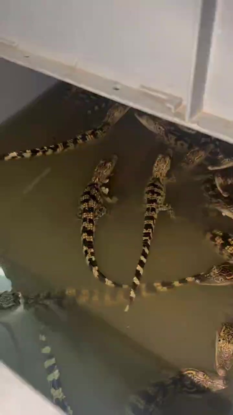宠物鳄鱼包邮包活包健康