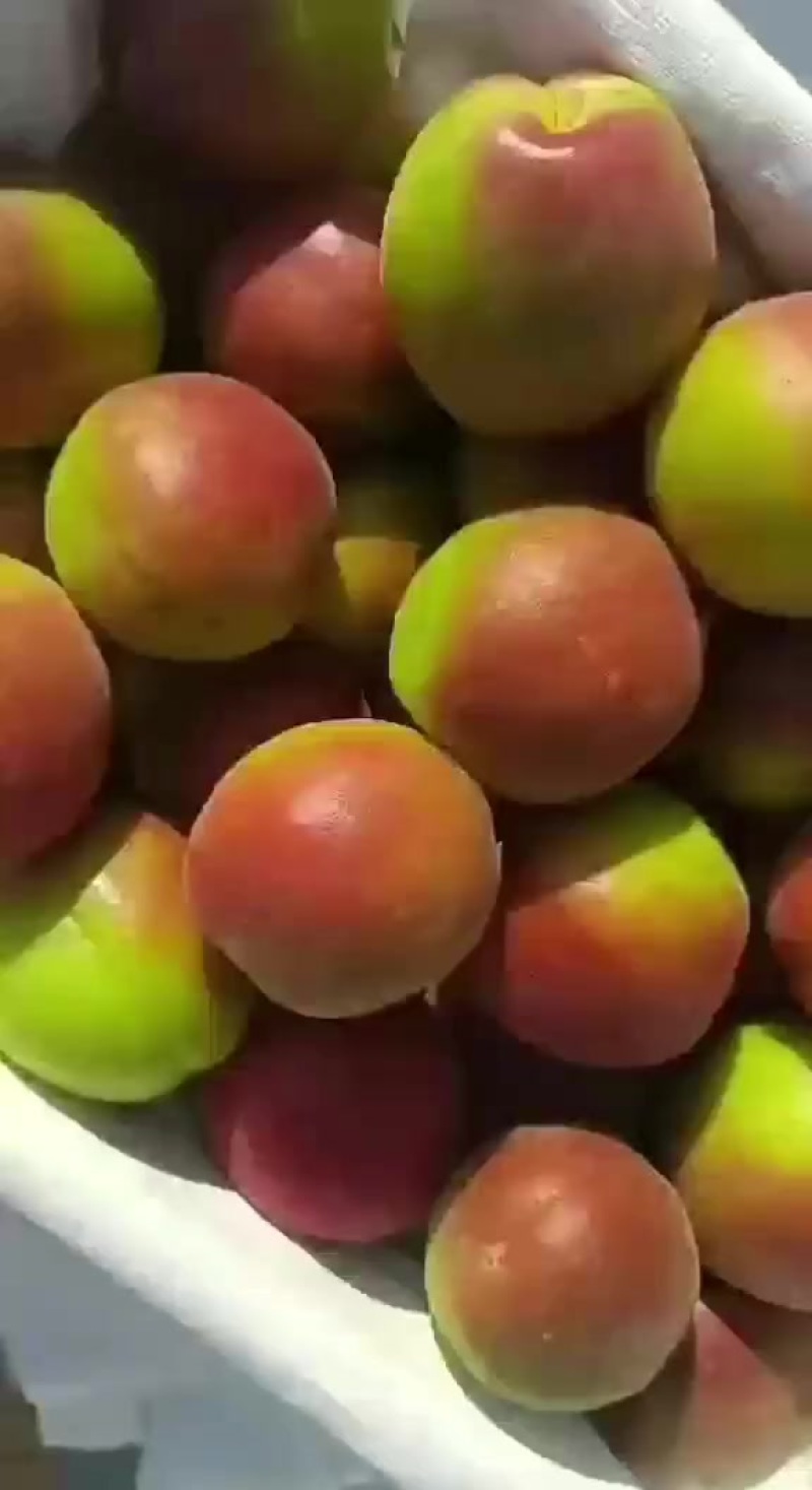 杏丰园红
