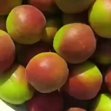 杏丰园红