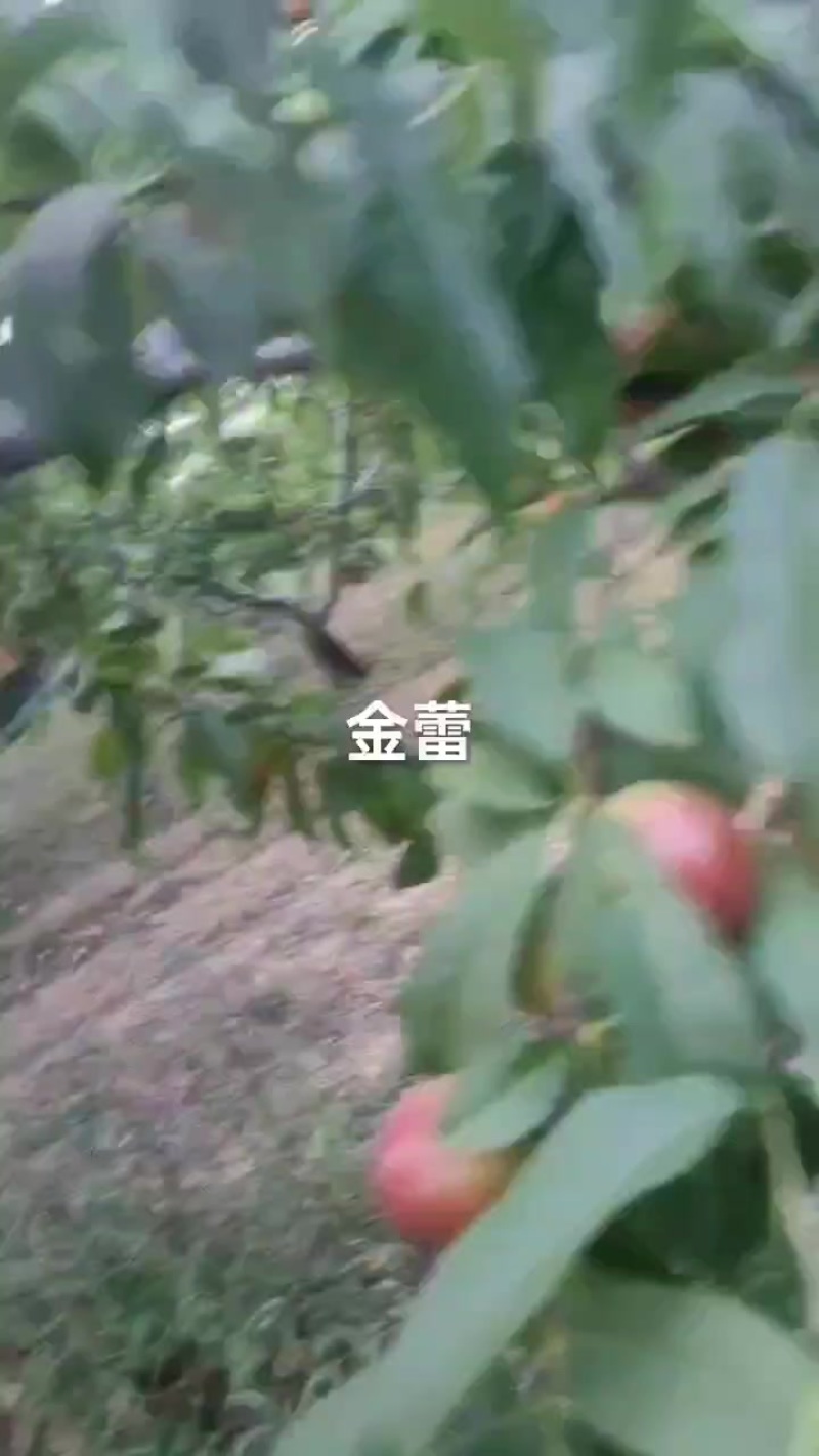 金蕾油桃大量上市，二茬果15/16号成熟，欢迎老板提前来