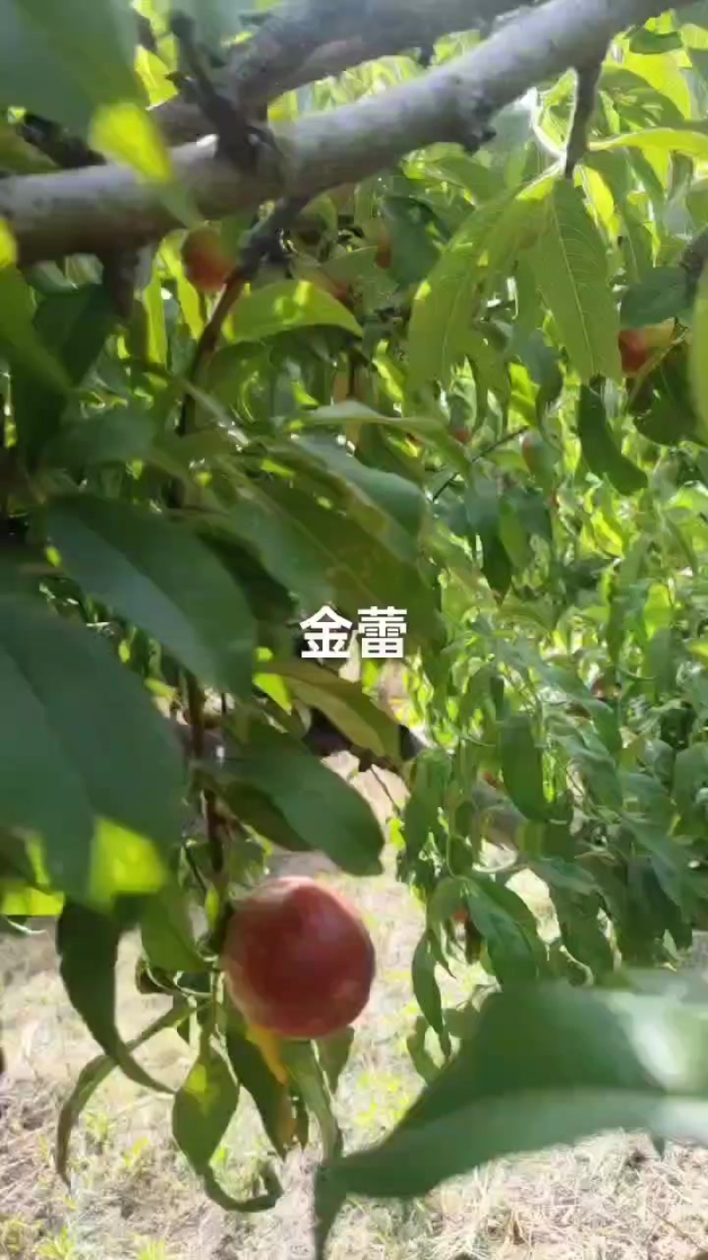 金蕾油桃大量上市，二茬果15/16号成熟，欢迎老板提前来