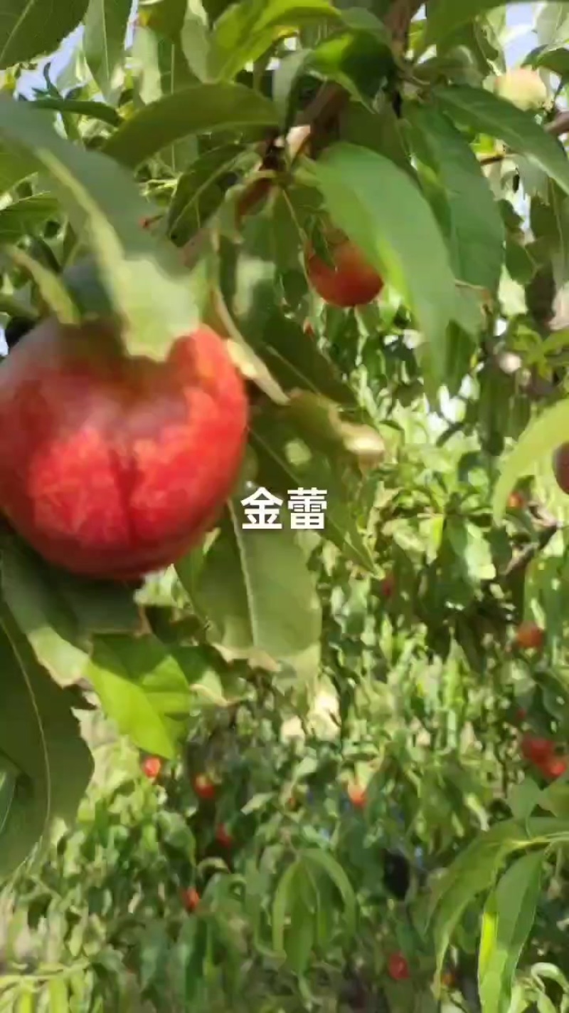 金蕾油桃大量上市，二茬果15/16号成熟，欢迎老板提前来