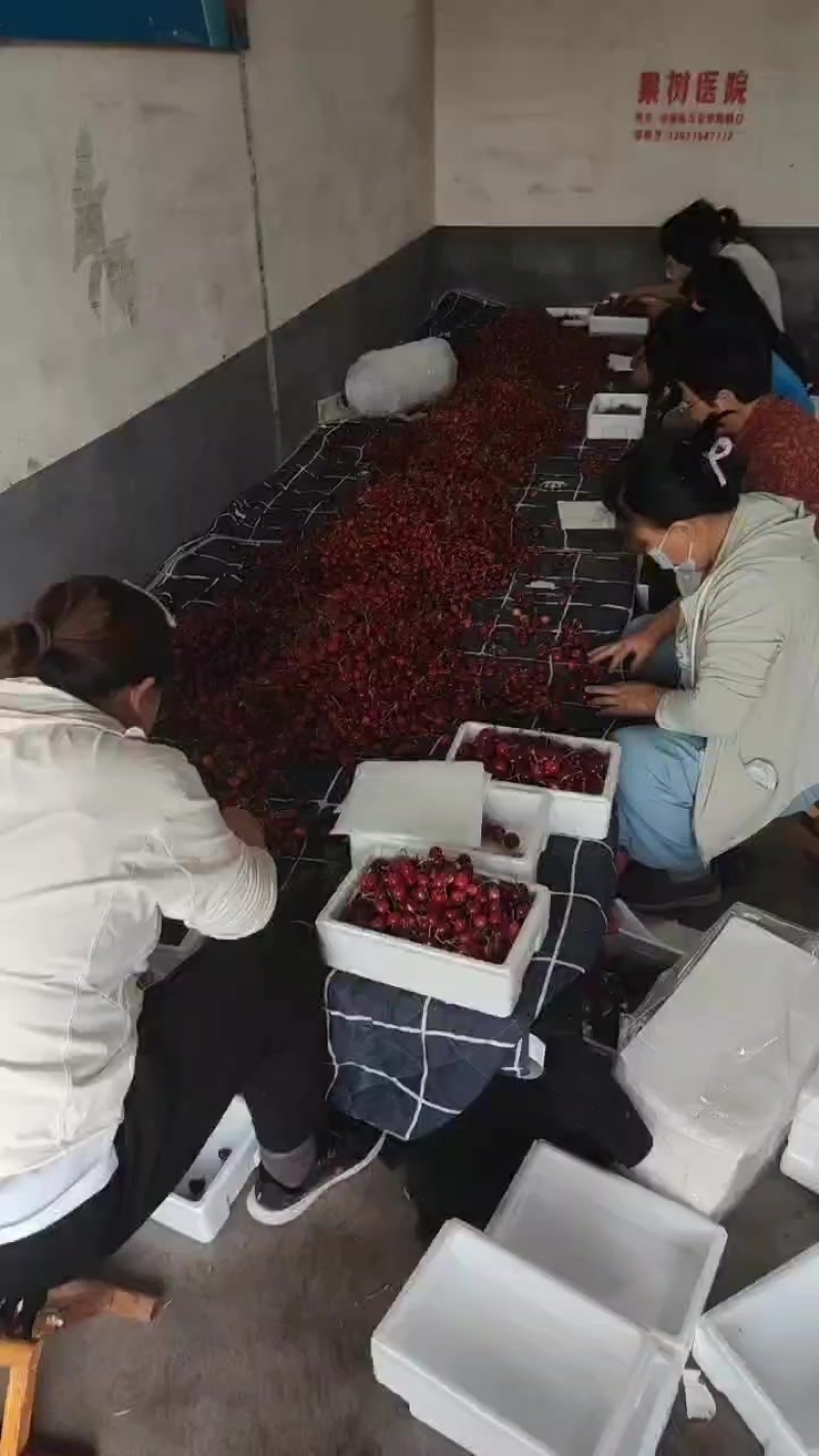 樱桃代发，抖音淘宝，淘工厂均支持一件代发，