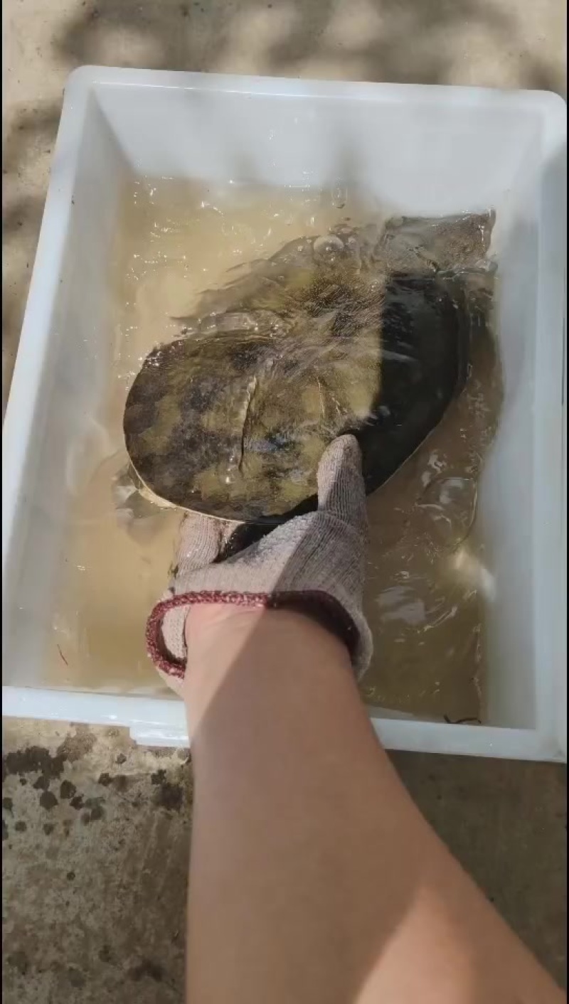 农村土甲鱼