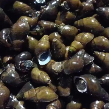 本地珍珠螺现抓现卖数量不多