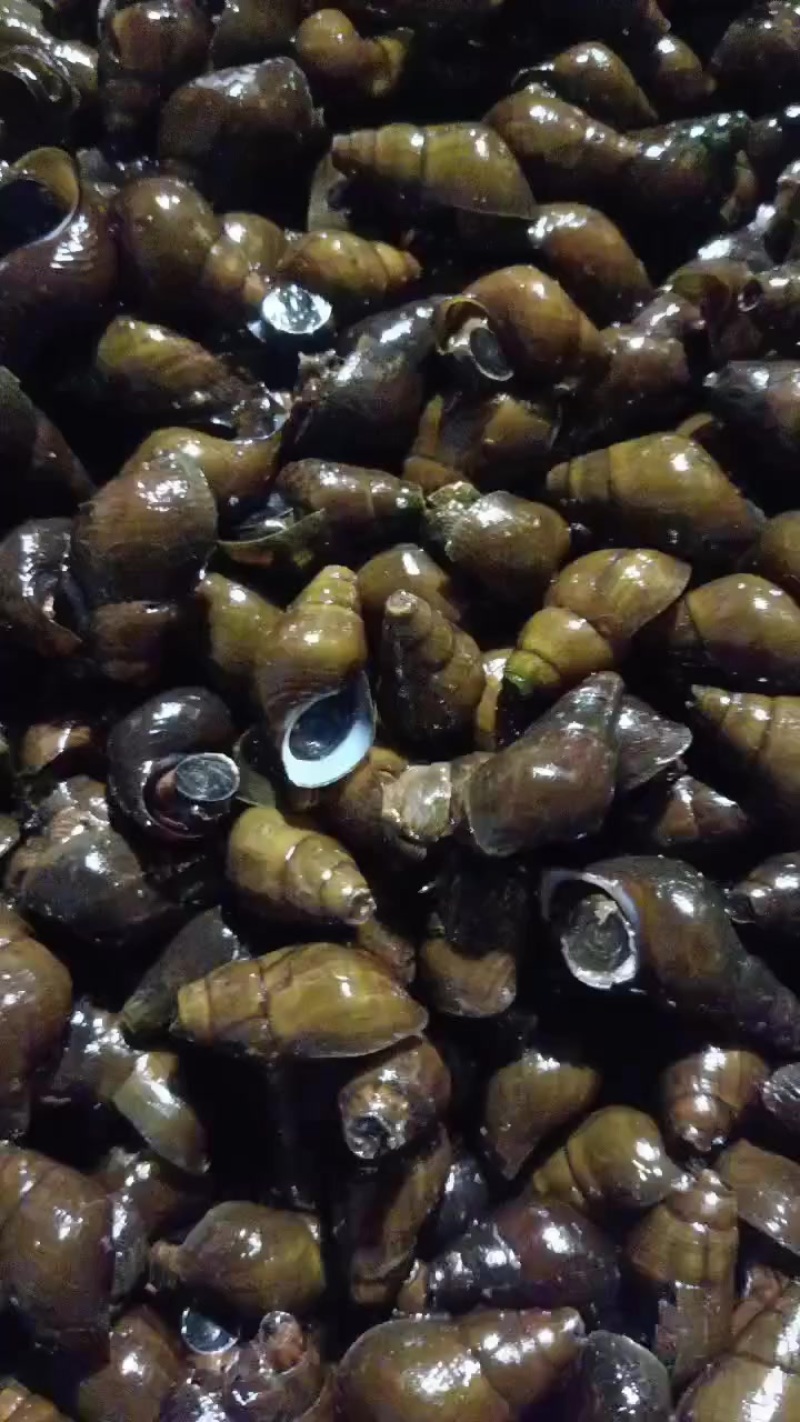 本地珍珠螺现抓现卖数量不多