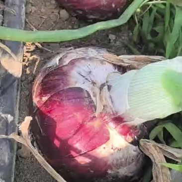 洋葱