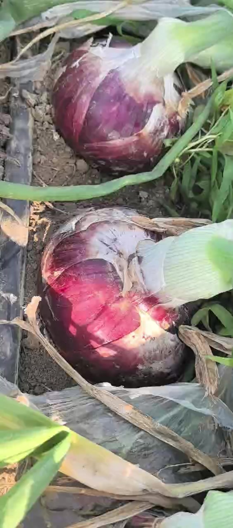 洋葱