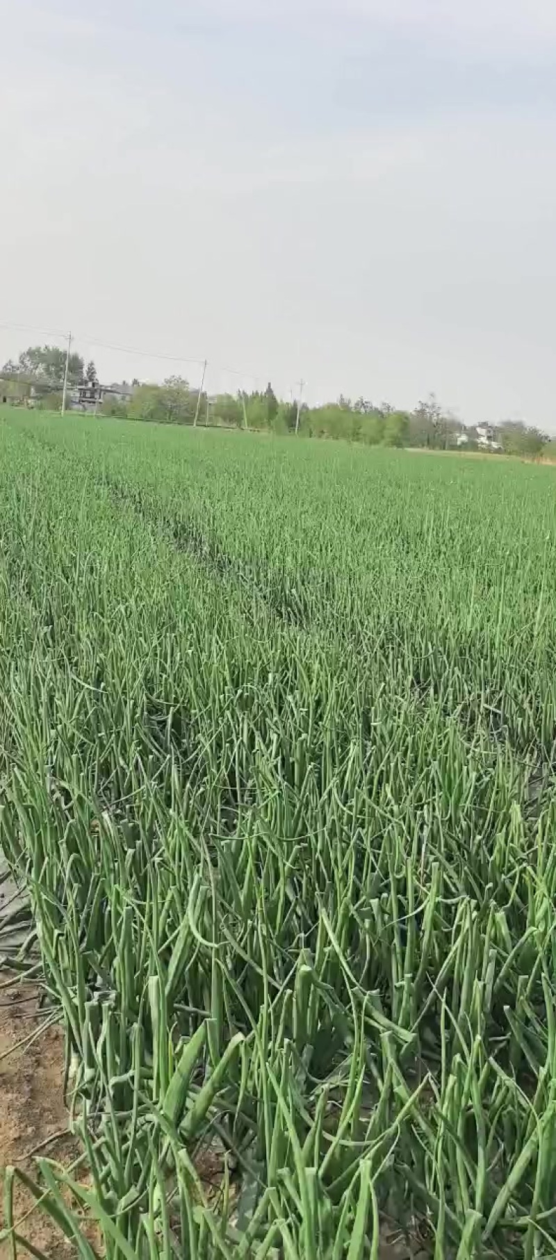 洋葱