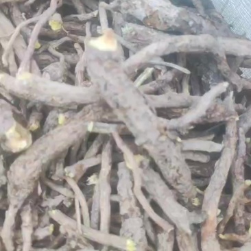 黄芩8吨苦参20吨，蒲公英3吨