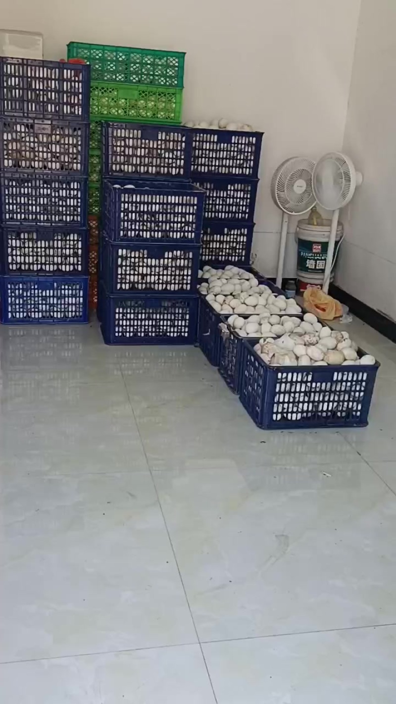 卖鹅蛋
