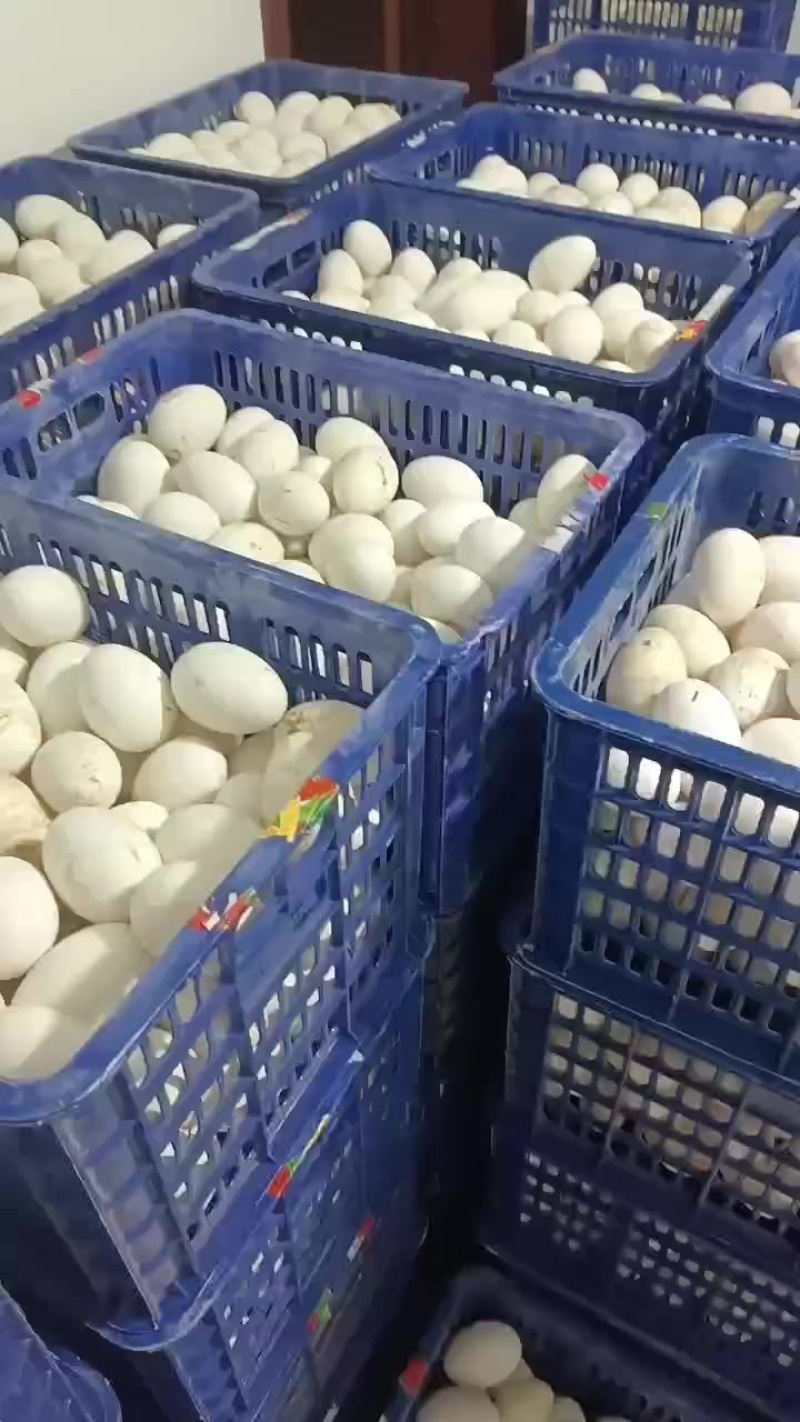 卖鹅蛋