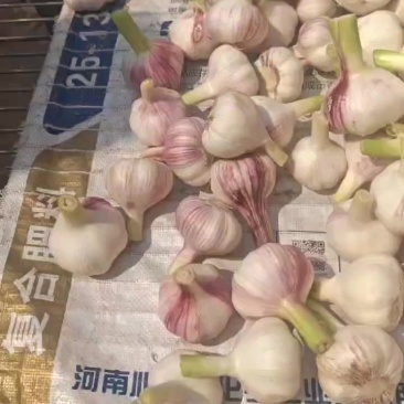扒皮蒜