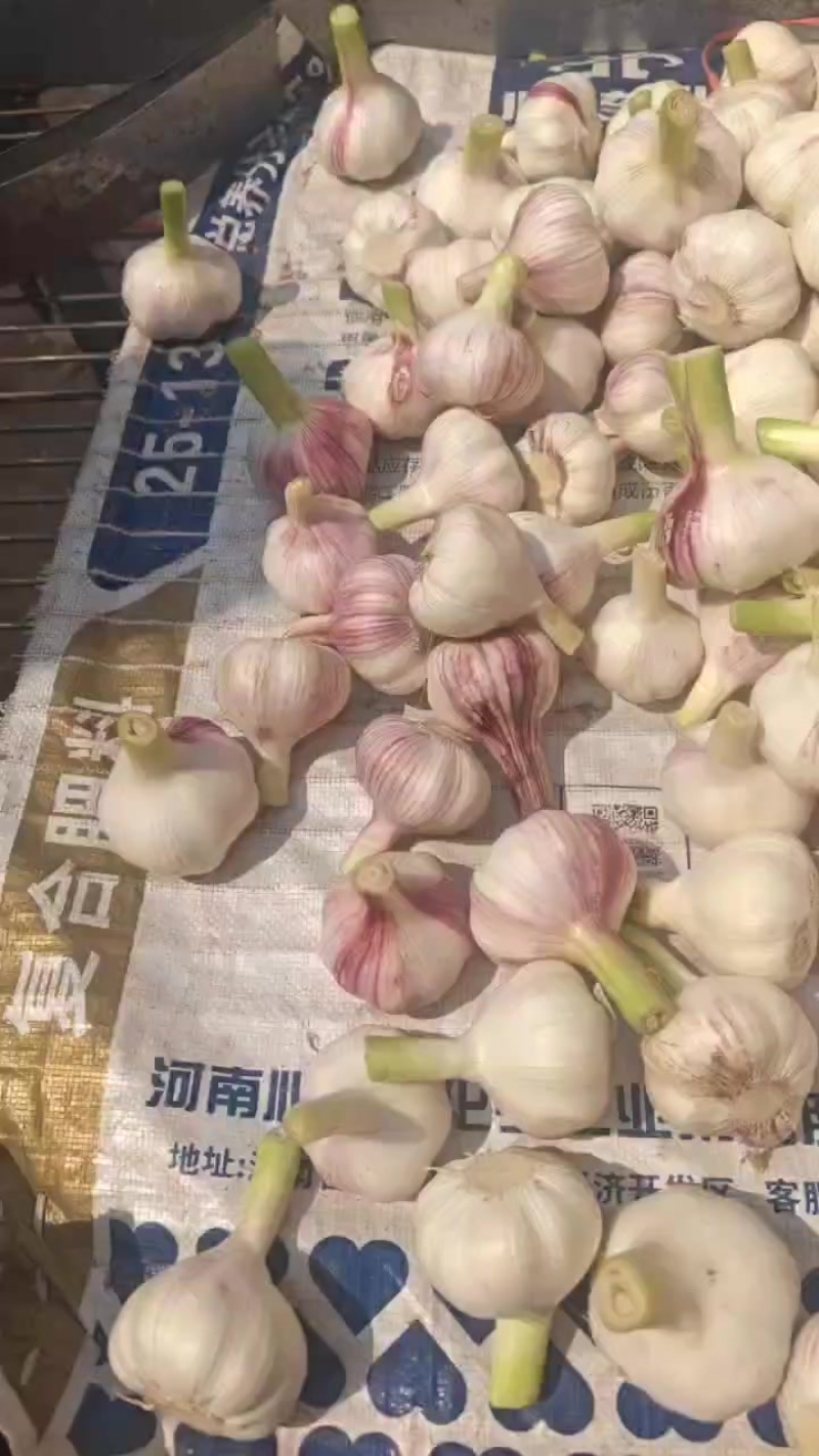 扒皮蒜