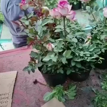 欧月灌木月季艾莎装车中