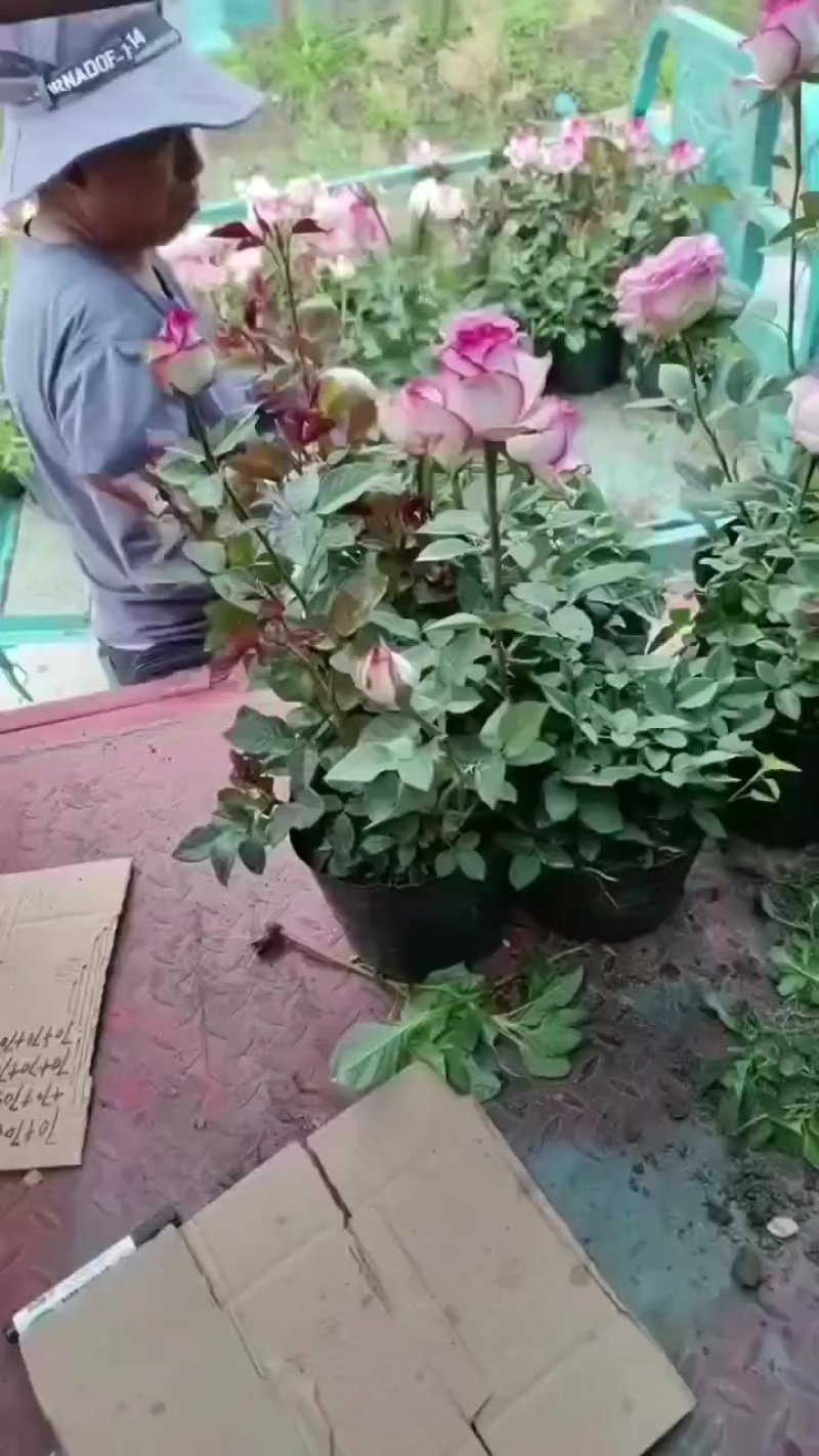 欧月灌木月季艾莎装车中