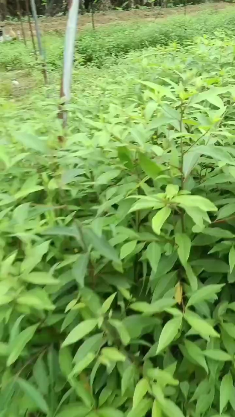 木姜子苗