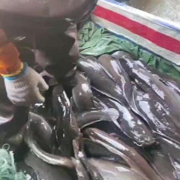 胡子鲶
