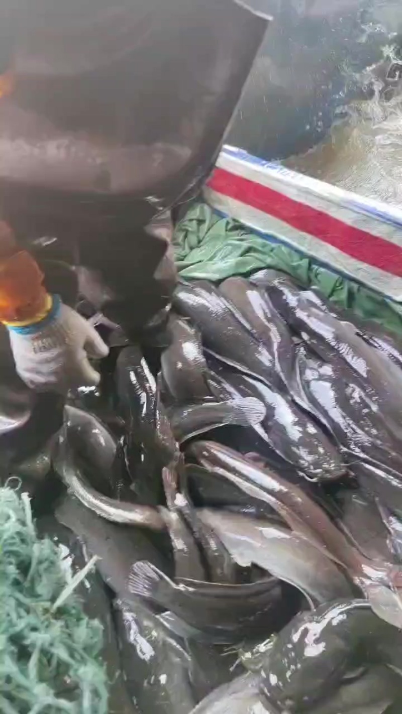 胡子鲶