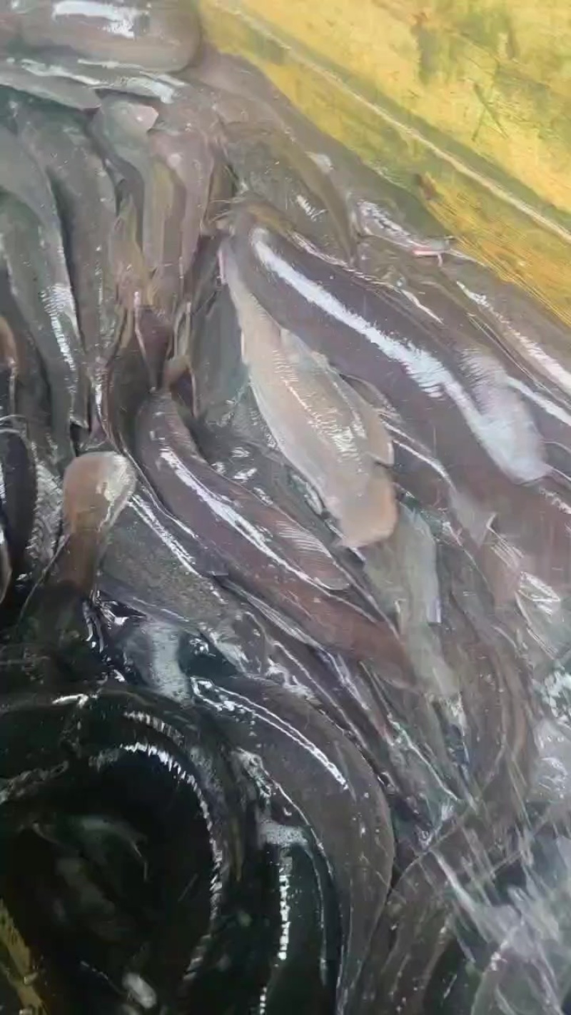 胡子鲶