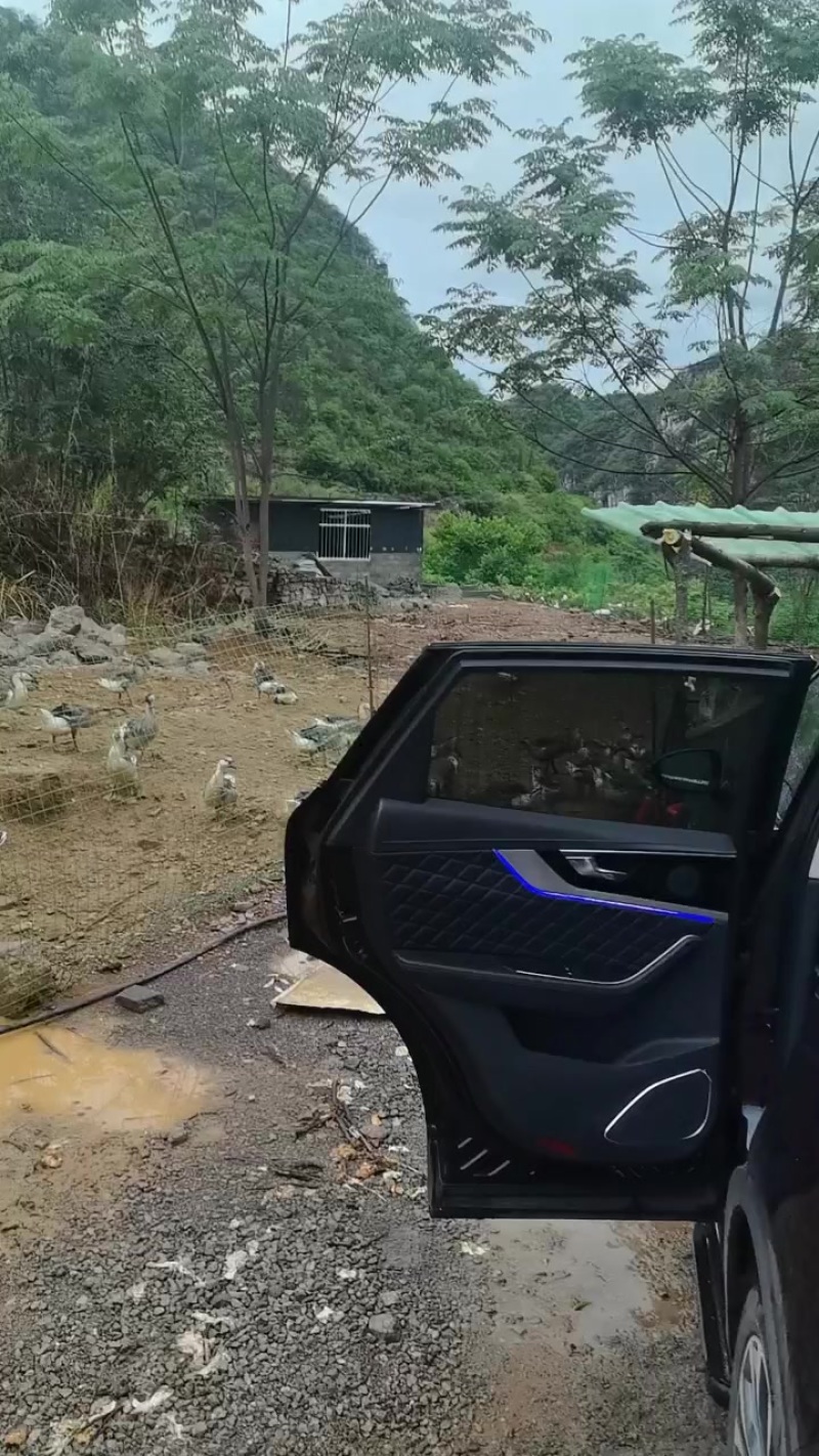 成年杂交土鹅