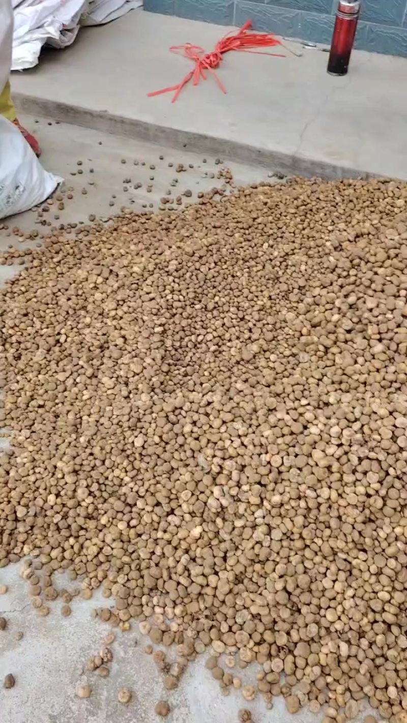 元胡大量走货，有要的老板来