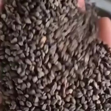 油葵