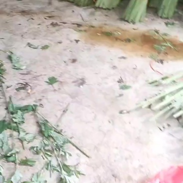 端午艾草