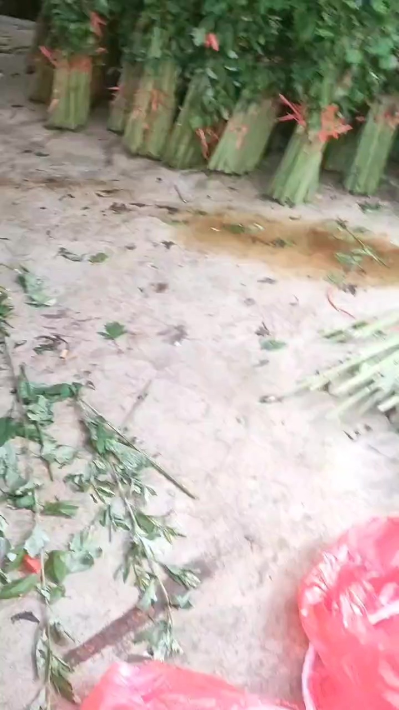 端午艾草