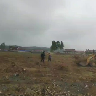 五角星树根