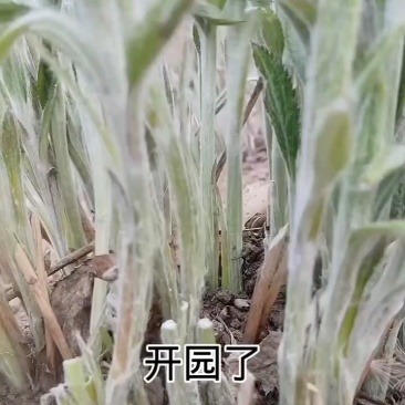 枪头菜