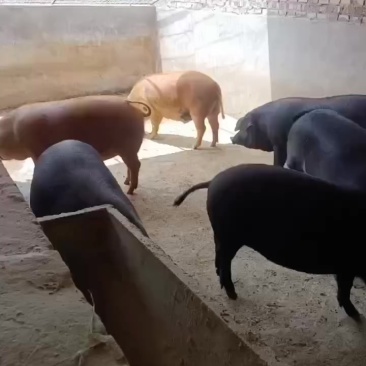 藏香猪和杜拉克杂交猪，低脂肪高营养，肉质细腻鲜美