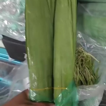 新鲜粽叶