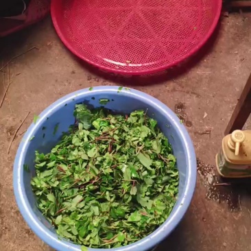 广西正宗野生腾茶
