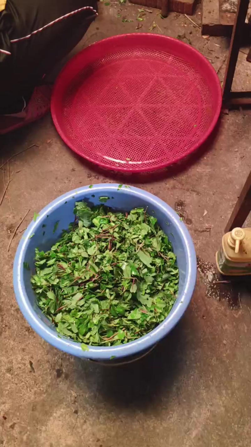 广西正宗野生腾茶