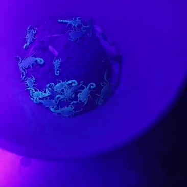 蝎子