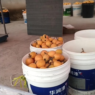 重庆市云阳枇杷