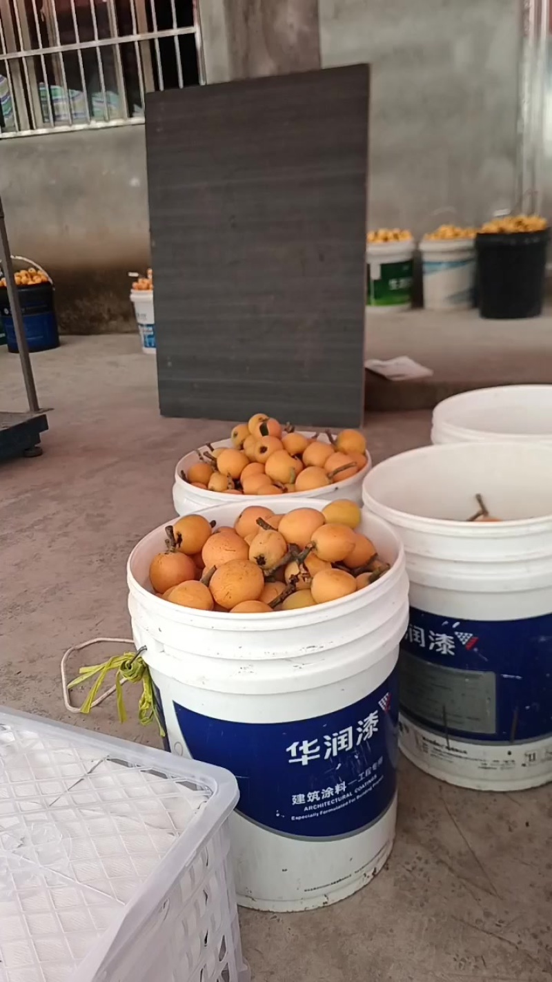 重庆市云阳枇杷