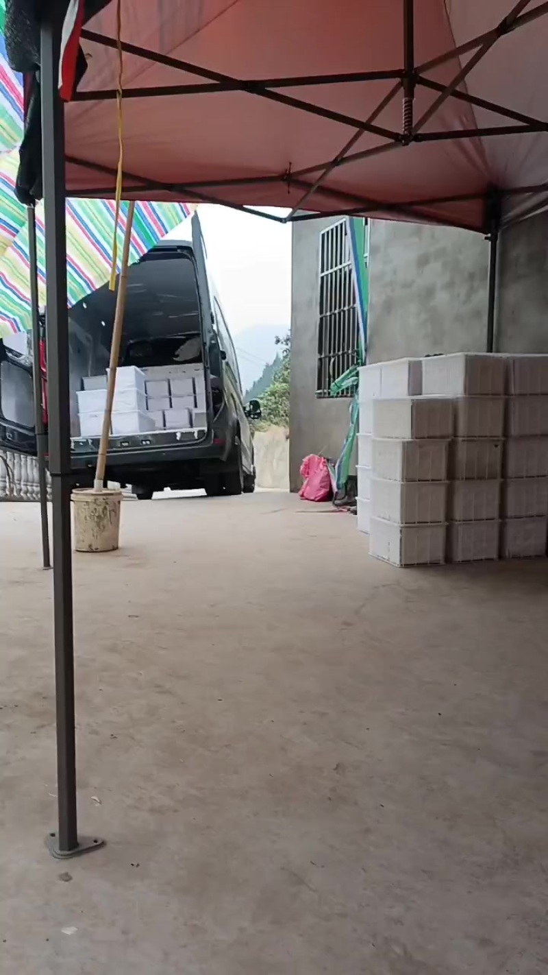 重庆市云阳枇杷