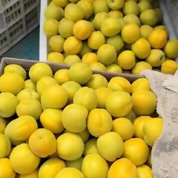 麦黄杏